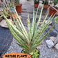 Sansevieria Blue Torch | Imported Plants | Rare Hybrid Species