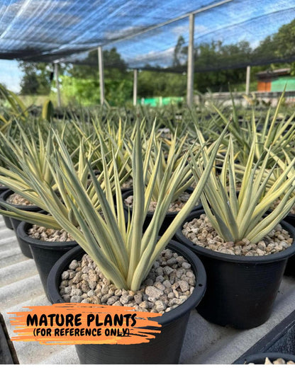 Sansevieria Silver Torch (#KW1) | Imported Snake Plants