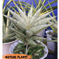 Sansevieria Nonlawee (#RA24) | Imported House Plants | 2' POT