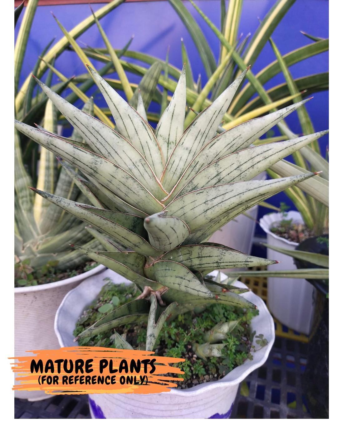 Sansevieria Nonlawee (g1) (4) | Imported Plant