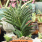 Sansevieria Sindoro (#RA13) | Imported Indoor Snake Plant | 2" Planter