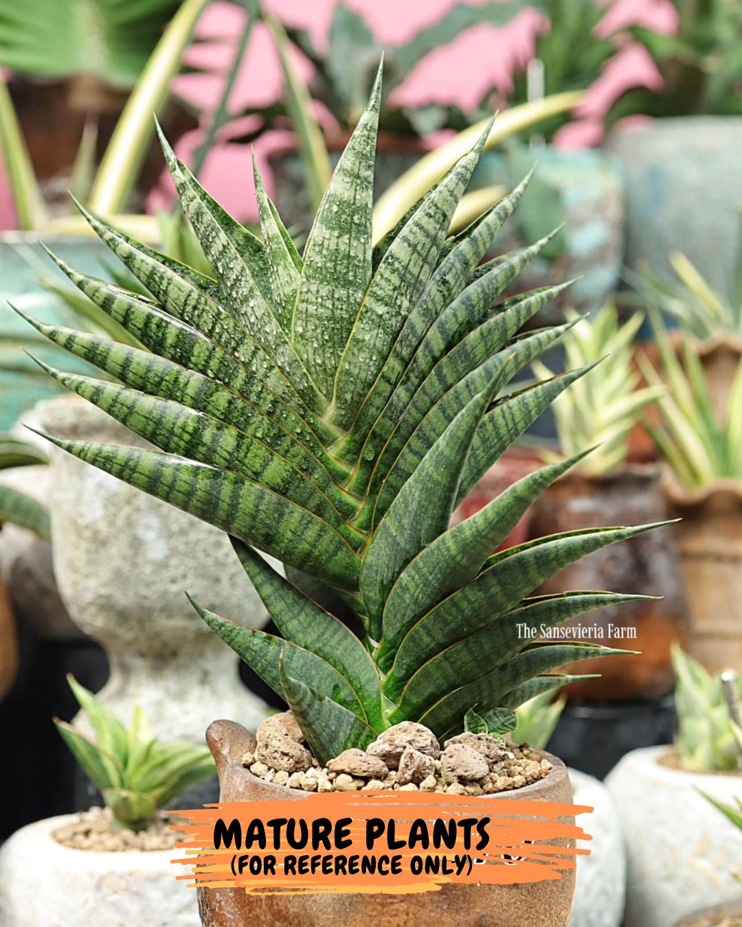 Sansevieria Sindoro (ca1) (14) | Imported House Plants