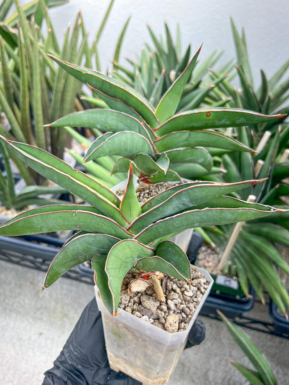Sansevieria Robusta Blue (#H23) | Imported Plants | Rare Hybrid Species
