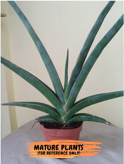 Sansevieria Robusta Blue (#H23) | Imported Plants | Rare Hybrid Species