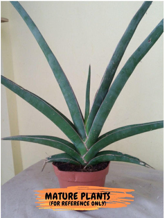 Sansevieria Robusta Blue (#H23) | Imported Plants | Rare Hybrid Species
