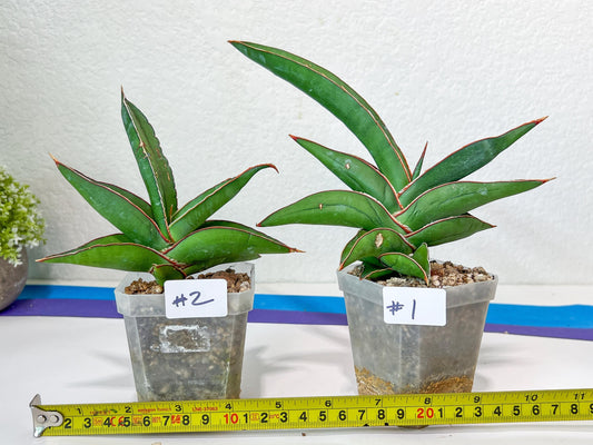 Sansevieria Robusta Blue | Imported Plants | Rare Hybrid Species