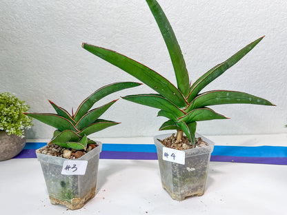 Sansevieria Robusta Blue | Imported Plants | Rare Hybrid Species