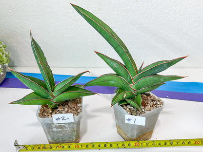 Sansevieria Robusta Blue | Imported Plants | Rare Hybrid Species