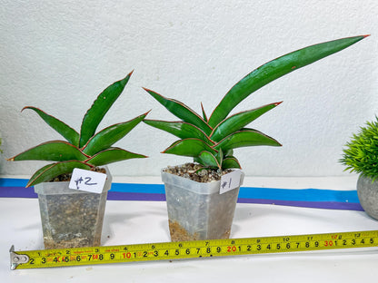Sansevieria Robusta Blue | Imported Plants | Rare Hybrid Species