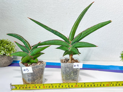Sansevieria Robusta Blue | Imported Plants | Rare Hybrid Species