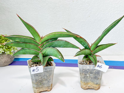 Sansevieria Robusta Blue | Imported Plants | Rare Hybrid Species