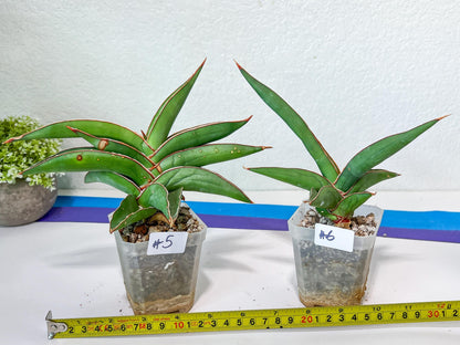 Sansevieria Robusta Blue | Imported Plants | Rare Hybrid Species