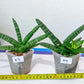 Sansevieria Cylindrica Boncel | Choose Your Extraordinary Plant