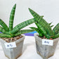 Sansevieria Cylindrica Boncel | Choose Your Extraordinary Plant