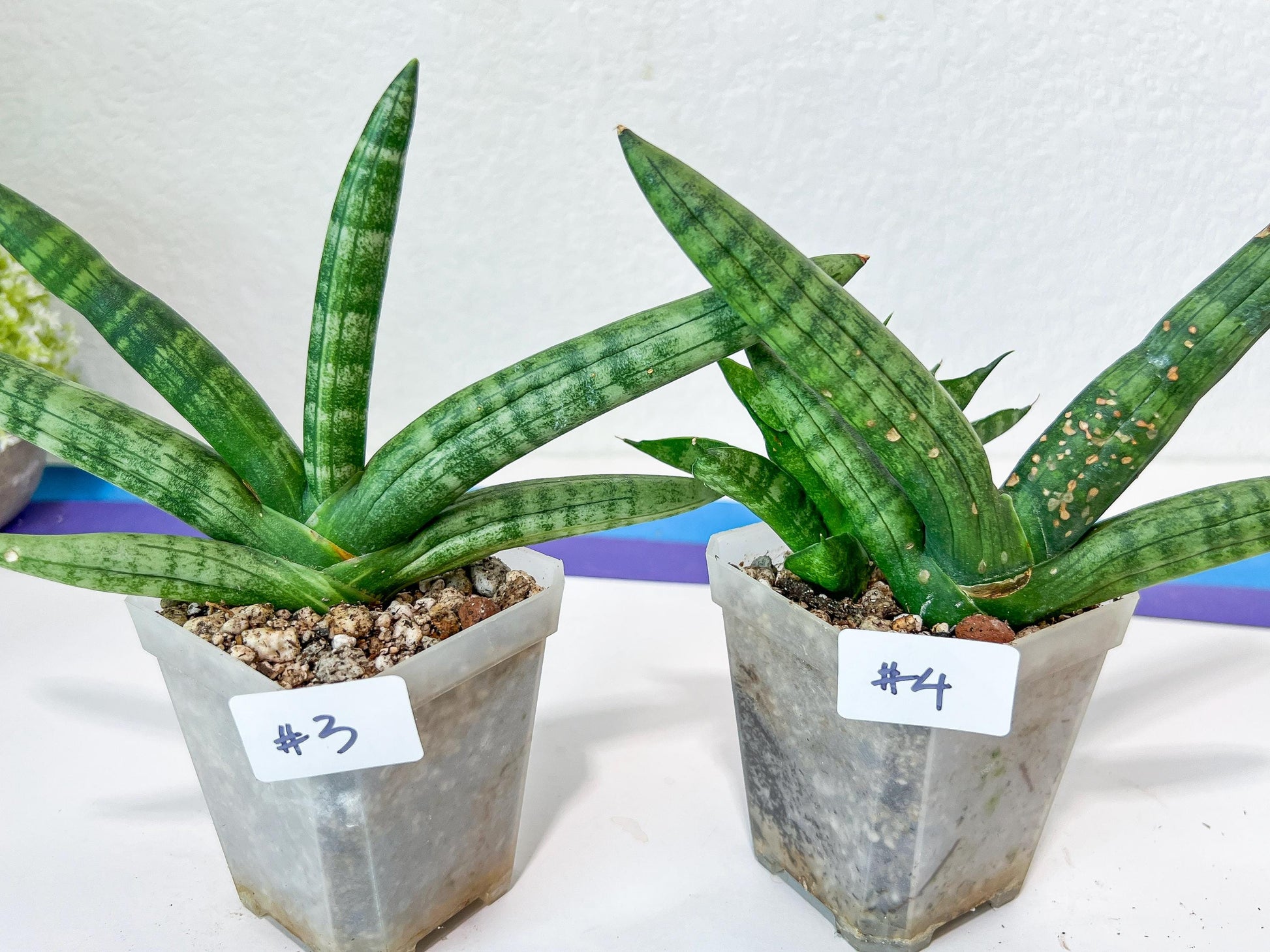 Sansevieria Cylindrica Boncel | Choose Your Extraordinary Plant