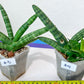 Sansevieria Cylindrica Boncel | Choose Your Extraordinary Plant