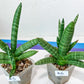 Sansevieria Cylindrica Boncel | Choose Your Extraordinary Plant