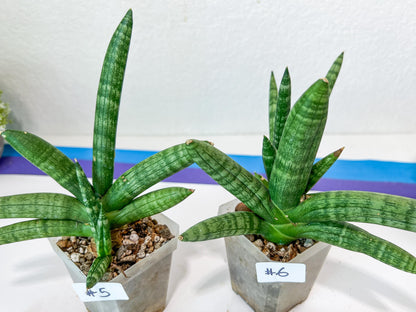 Sansevieria Cylindrica Boncel | Imported Plants | Rare Hybrid Species