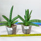 Sansevieria Cylindrica Boncel | Choose Your Extraordinary Plant