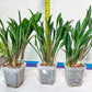 sansevieria Sudwala (#A5) | Imported Snake plant