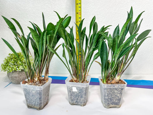 sansevieria Sudwala (#A5) | Imported Snake plant