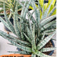 Sansevieria Be Bright (#AC47) | Imported Snake Plant | 2" pot
