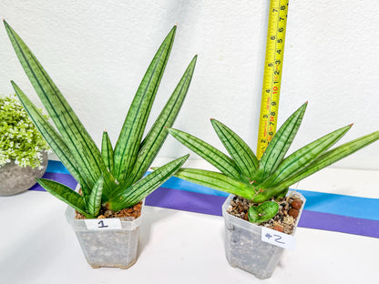 Sansevieria Fat Man XXL (#E4) | Imported Plants | Rare Hybrid Species