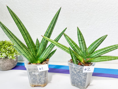 Sansevieria Fat Man XXL (#E4) | Imported Plants | Rare Hybrid Species