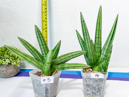 Sansevieria Fat Man XXL (#E4) | Imported Plants | Rare Hybrid Species