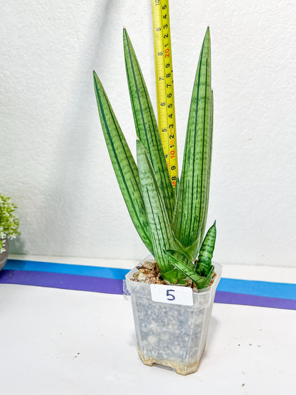Sansevieria Fat Man XXL (#E4) | Imported Plants | Rare Hybrid Species