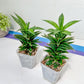 Sansevieria Hybrid Black Eye (#E4) | Imported Plants | Rare Hybrid Species