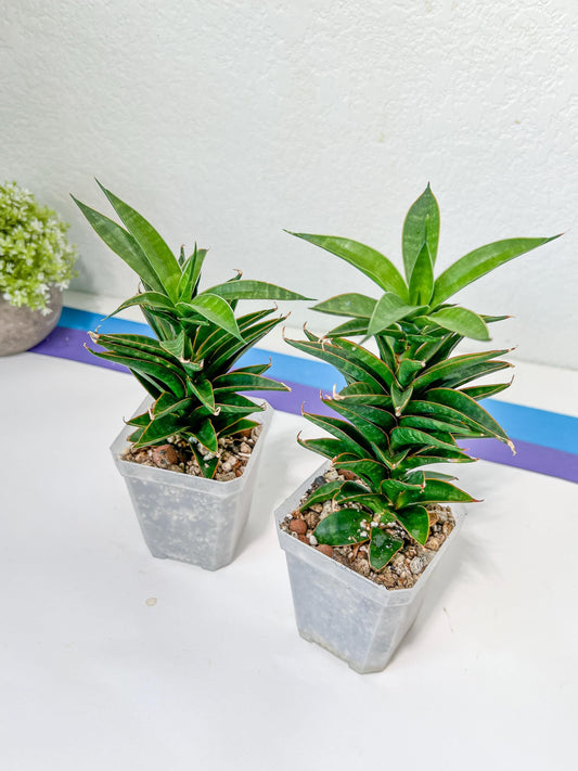 Sansevieria Hybrid Black Eye (#E4) | Imported Plants | Rare Hybrid Species