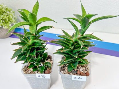 Sansevieria Hybrid Black Eye (#E4) | Imported Plants | Rare Hybrid Species