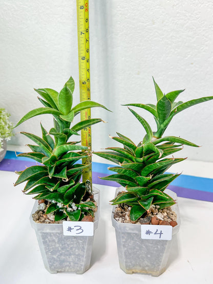Sansevieria Hybrid Black Eye (#E4) | Imported Plants | Rare Hybrid Species