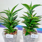 Sansevieria Hybrid Black Eye (#E4) | Imported Plants | Rare Hybrid Species