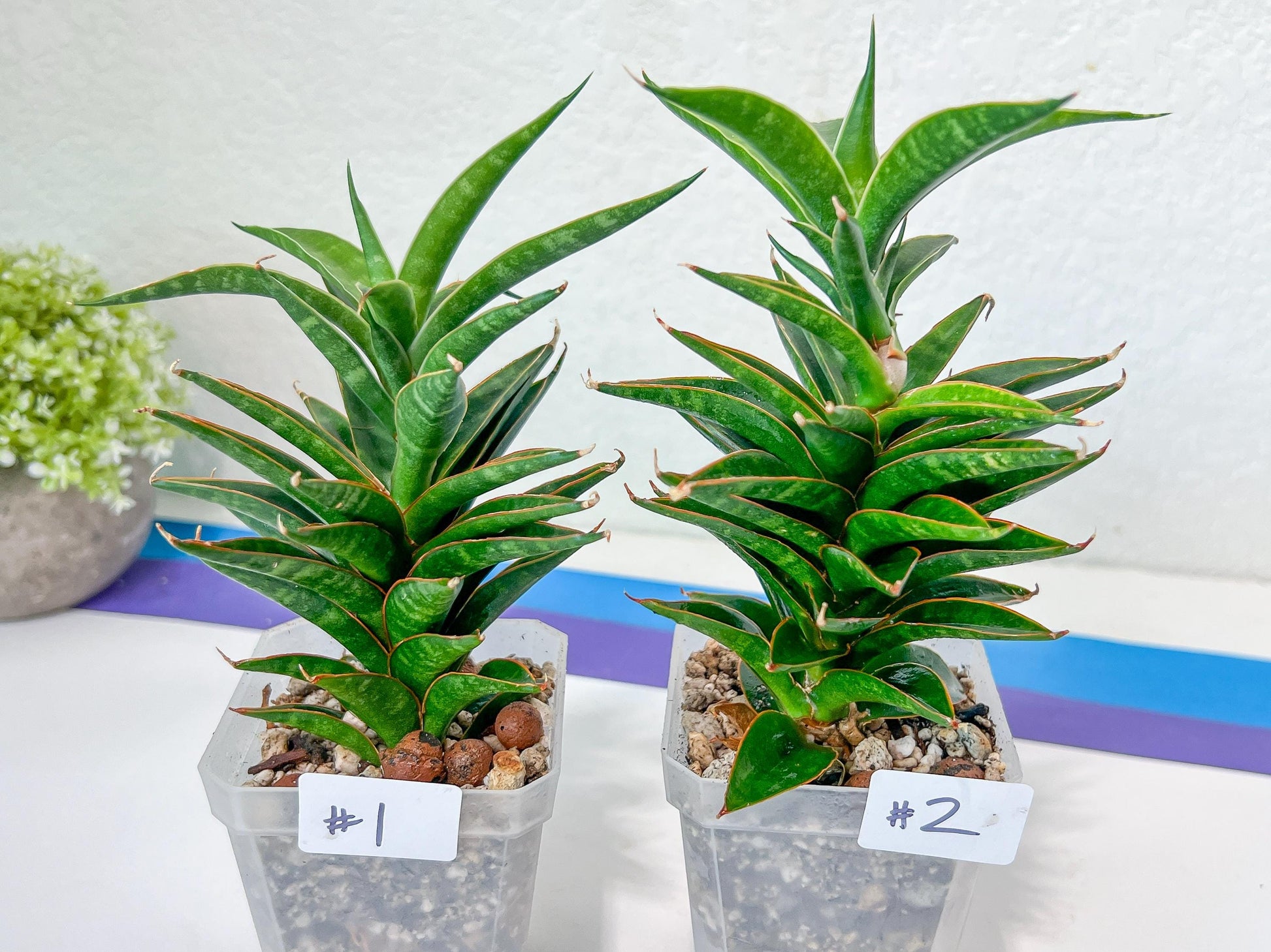 Sansevieria Hybrid Black Eye (#E4) | Imported Plants | Rare Hybrid Species