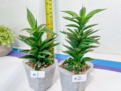 Sansevieria Hybrid Black Eye (#E4) | Imported Plants | Rare Hybrid Species