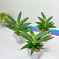 Sansevieria Virdi lisciu XL (#A3) | Imported Plants | Rare Hybrid Species