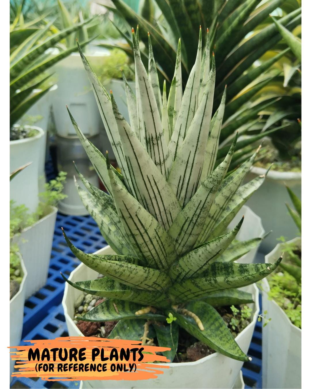 Sansevieria Nakhon Luang (11) | Rare Hybrid