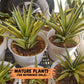 Sansevieria Cordova (#RA23) | Rare Imported Plants | 2" Pot