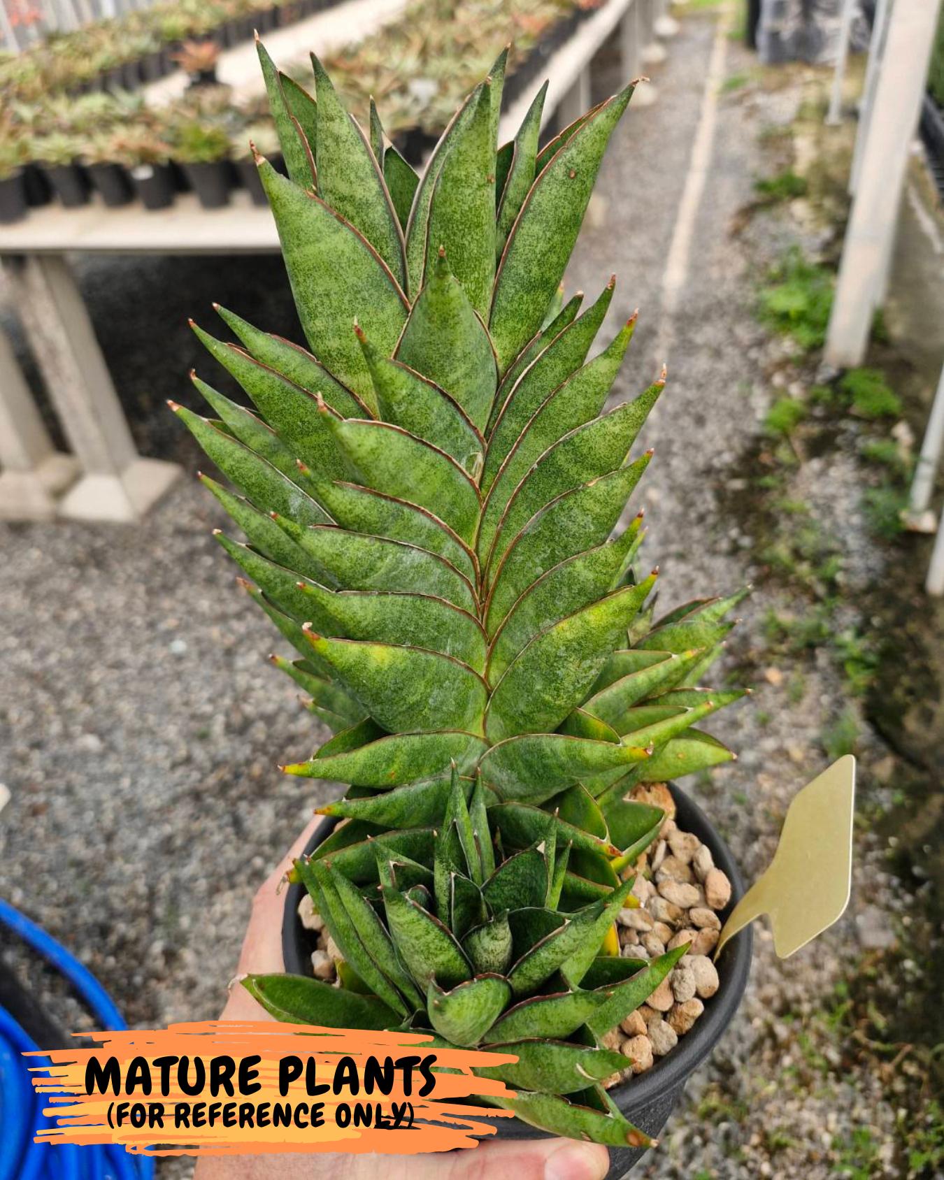 Sansevieria Olympus (#AC16) | Imported Snake plant | 2" Pots