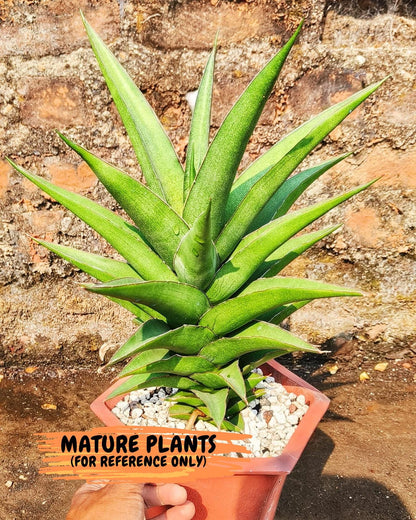 Sansevieria Hybrid Maya (#A4) | Imported Plants | Rare Hybrid Species