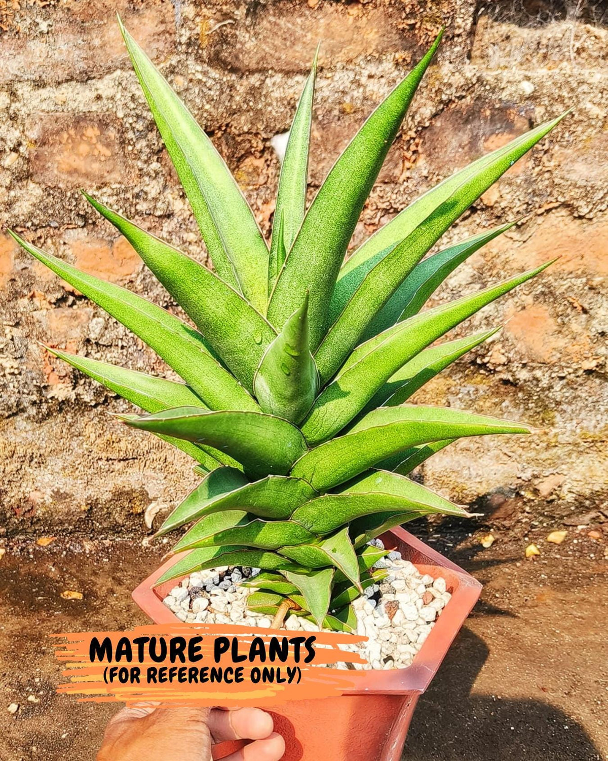 Sansevieria Maya (xL1) (16) | sale