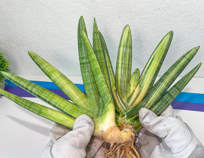 Sansevieria Boncel Variegata XXL (#D5) | Imported Plants | Rare Hybrid Species