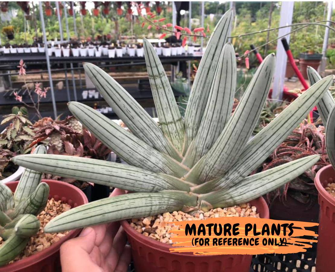 Sansevieria Silver Giant (o3) | Indoor Snake Plant