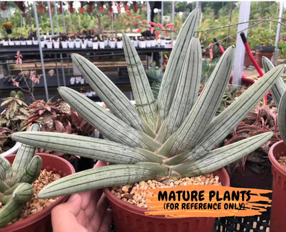 Sansevieria Silver Giant (o3) | Indoor Snake Plant