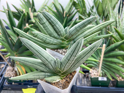 Sansevieria Silver Giant | Imported Snake Plants