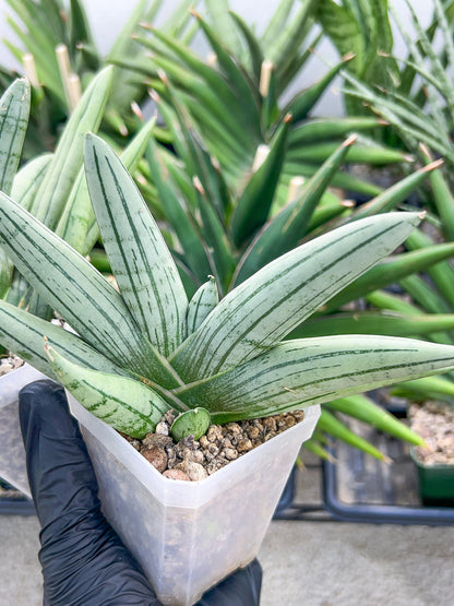 Sansevieria Silver Giant | Imported Snake Plants
