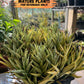 Sansevieria Epine Verte (#AC27) | Find Your Perfect Exotic Flora