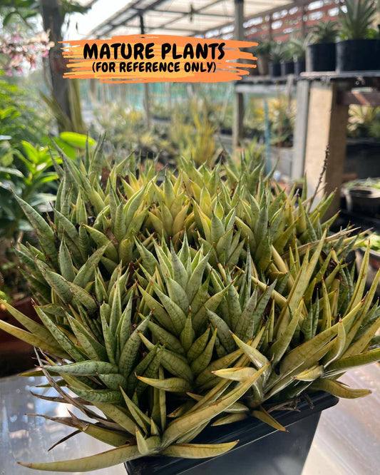 Sansevieria Epine Verte (#AC27) | Rare Exotic Flora